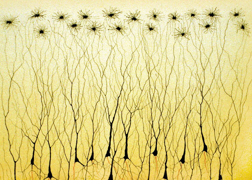 Golgi C 1885