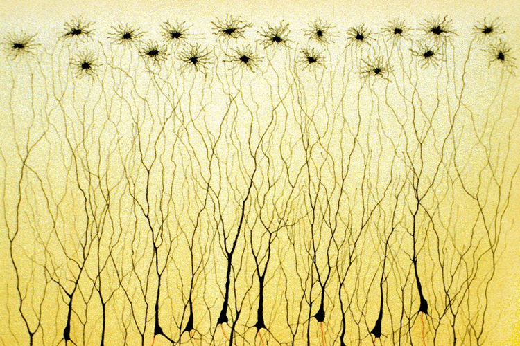 Golgi C 1885